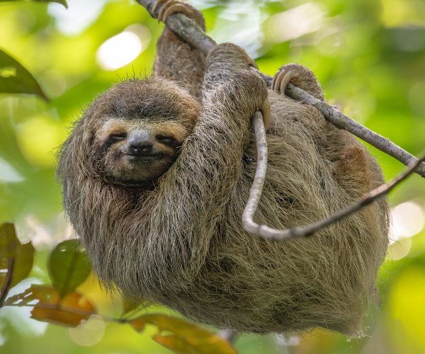 When it Comes to Social Security are You a Sloth, Early Bird, or Worker Bee?