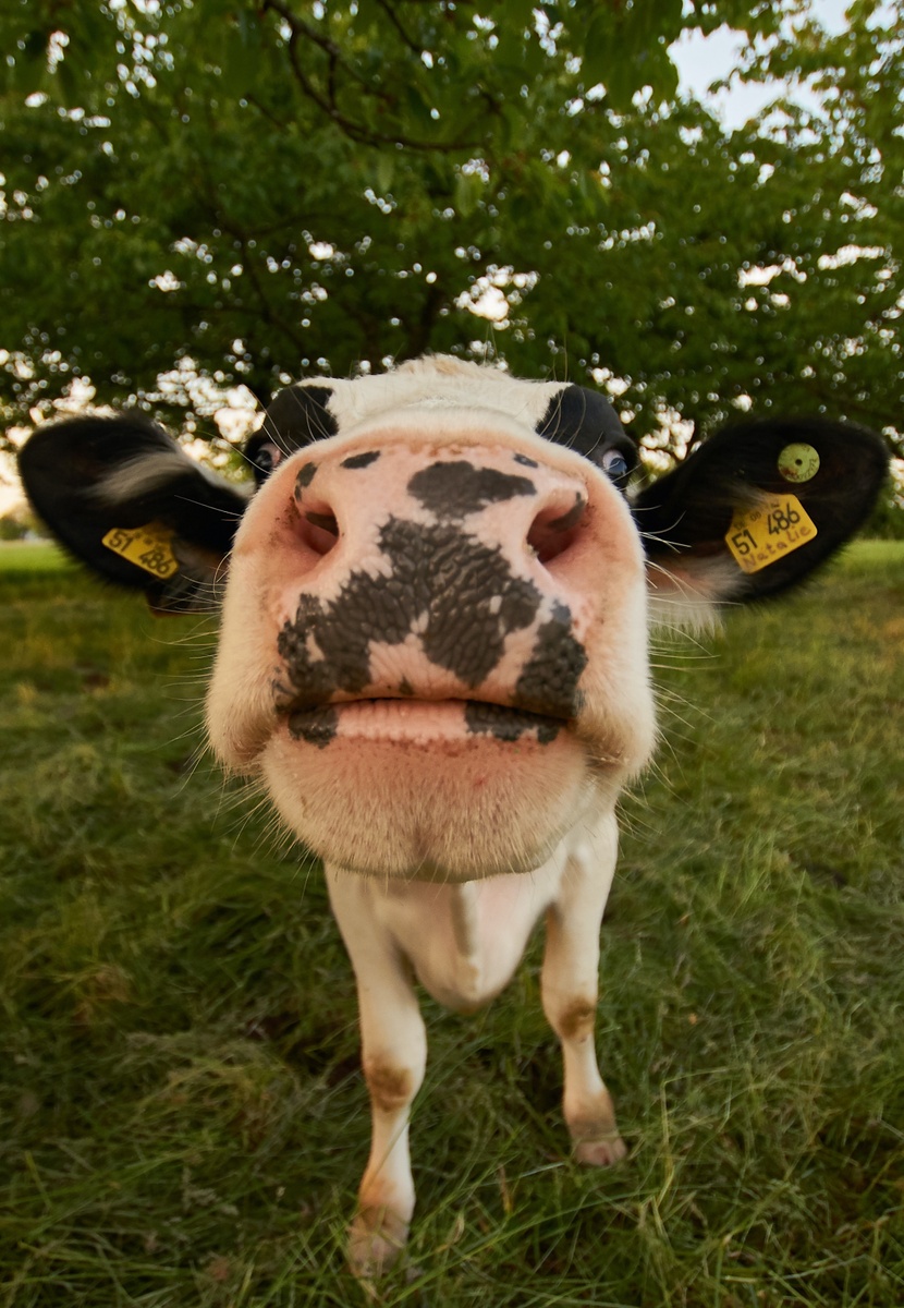 Tax-Free Cash Cow?