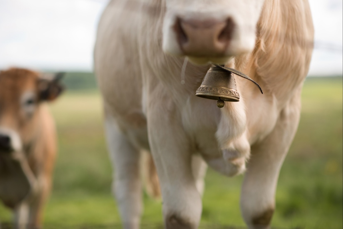 Jay Powell Needs More Cowbell