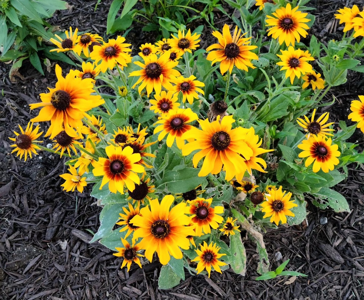 Smell the "Flowers!"
