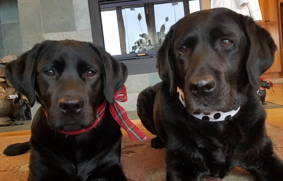 Advice from my Labrador Retrievers