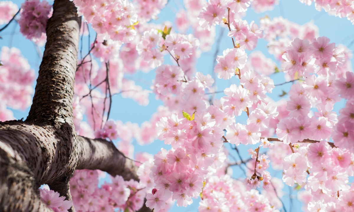 🌷 April is in Full Bloom! ✨
