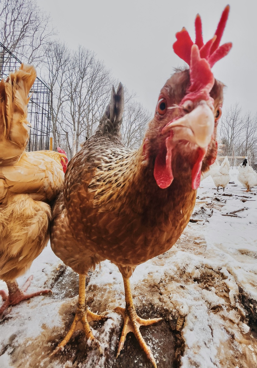 Weekly Market Insights | Supreme Court Rules Against White House Tariffs