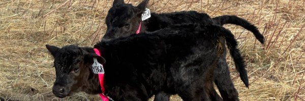 The Post-Calving Financial Review Your Ranch Needs