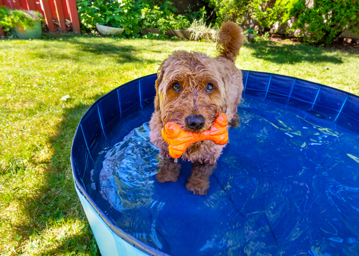 August Market Monitor: Dog Days of Summer