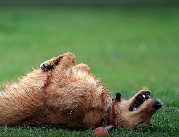 What's So Great About a Rollover?