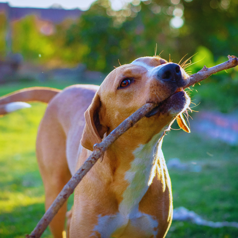 Planning for Your Pet’s Future in Your Estate Plan