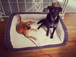Let’s Get A Puppy!