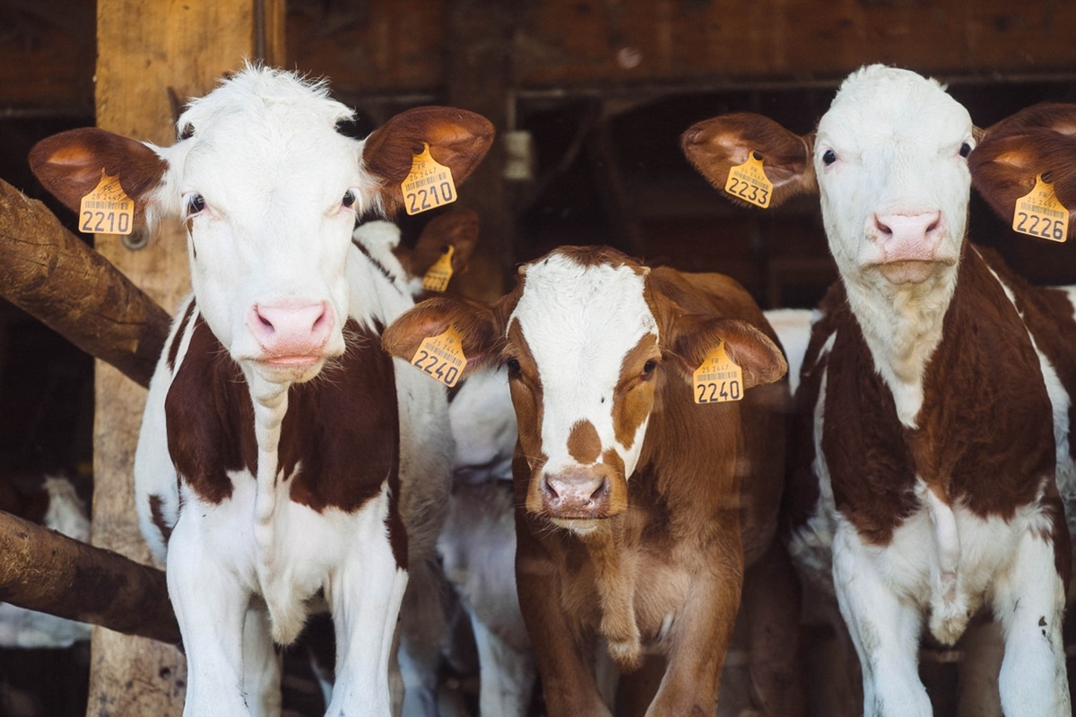 The Livestock Industry in Pinal County: A Closer Look at Casa Grande, AZ