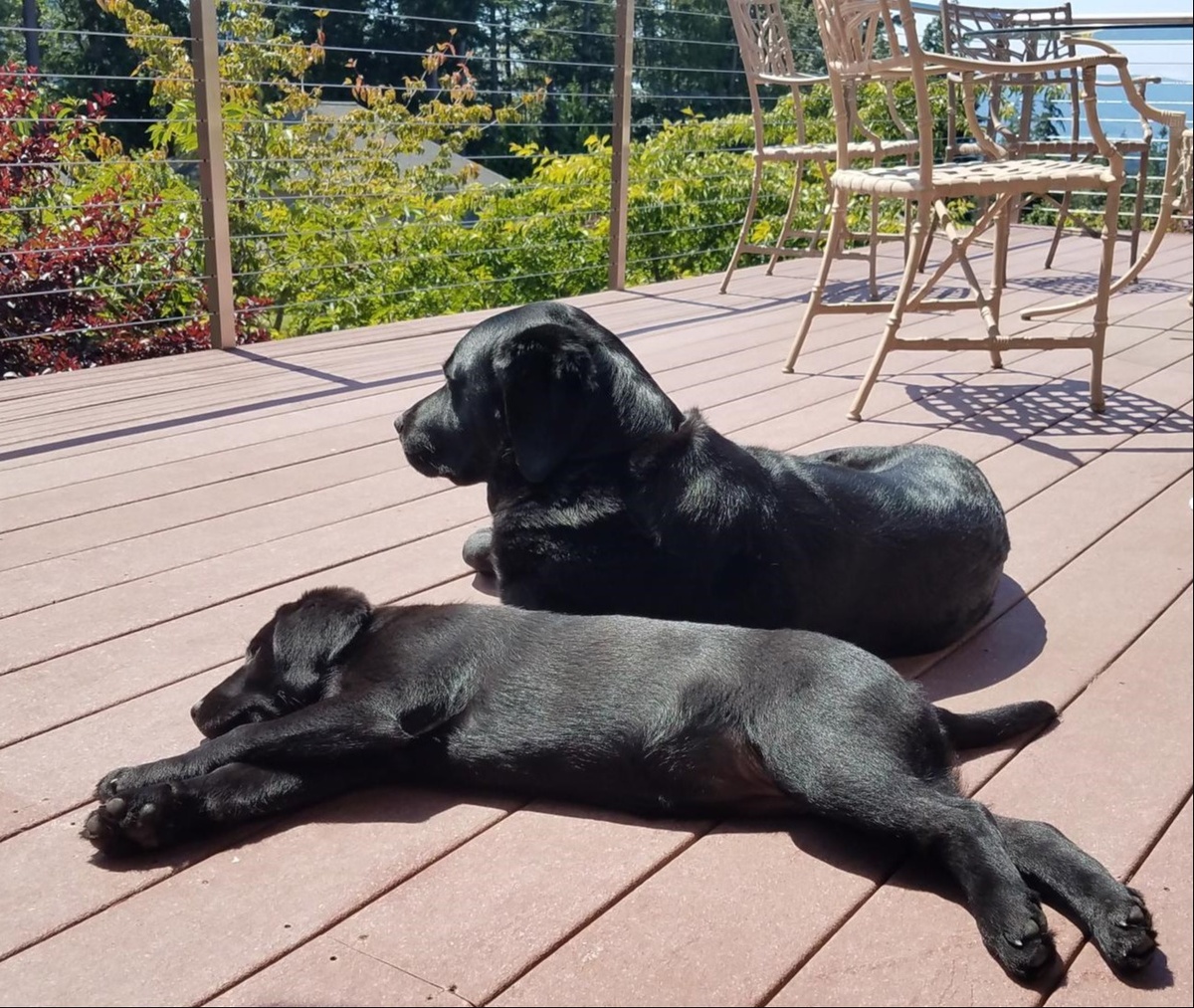 Summer Best Practices recommended by my Labrador Retrievers