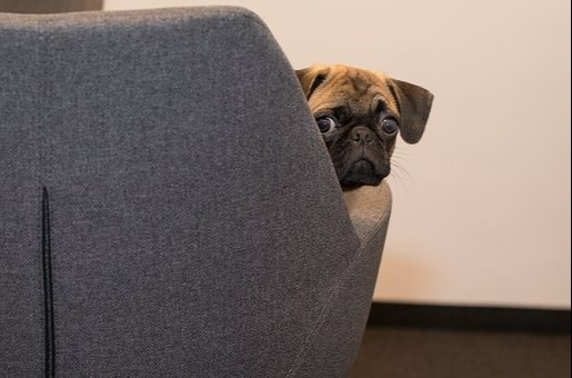The Popularity of Pet-Friendly Perks