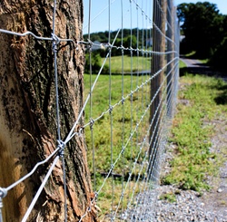 Barbed Wires