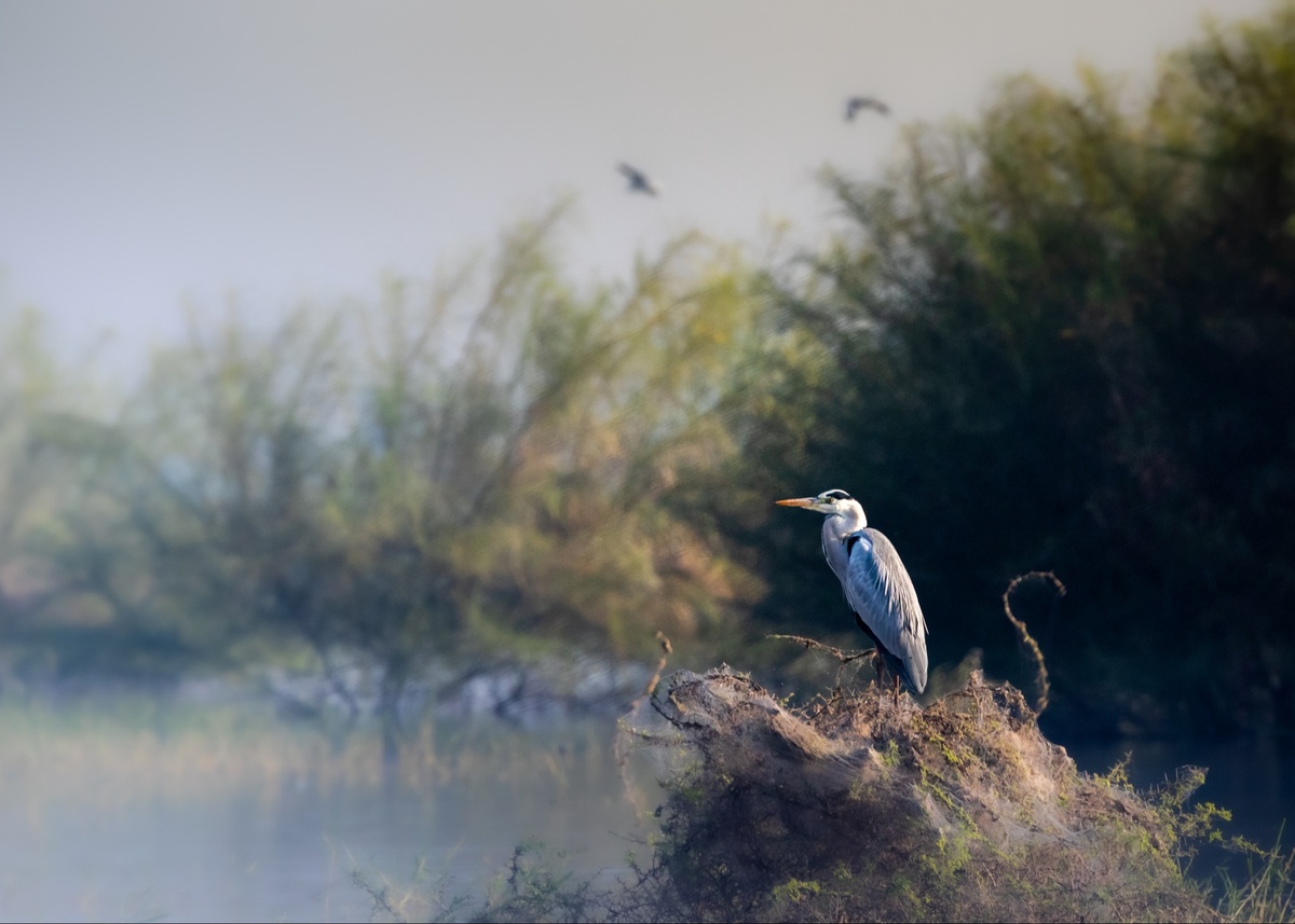 Heron Bay Capital Management Announces #1 Ranking for Large Cap Select Strategy