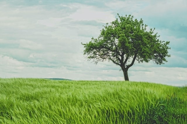 What Is an Indexed Universal Life Policy?