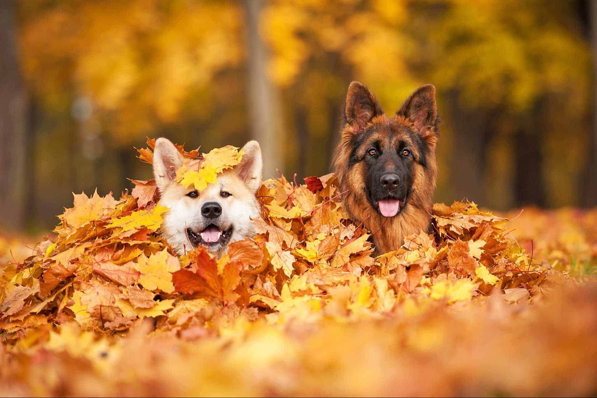 Fall Pet Safety