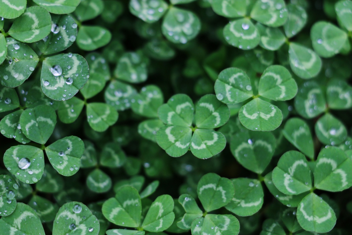 St. Patrick's Day Safety Tips
