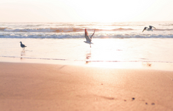 Restaurants on 30A: A Personal Guide to Where to Eat