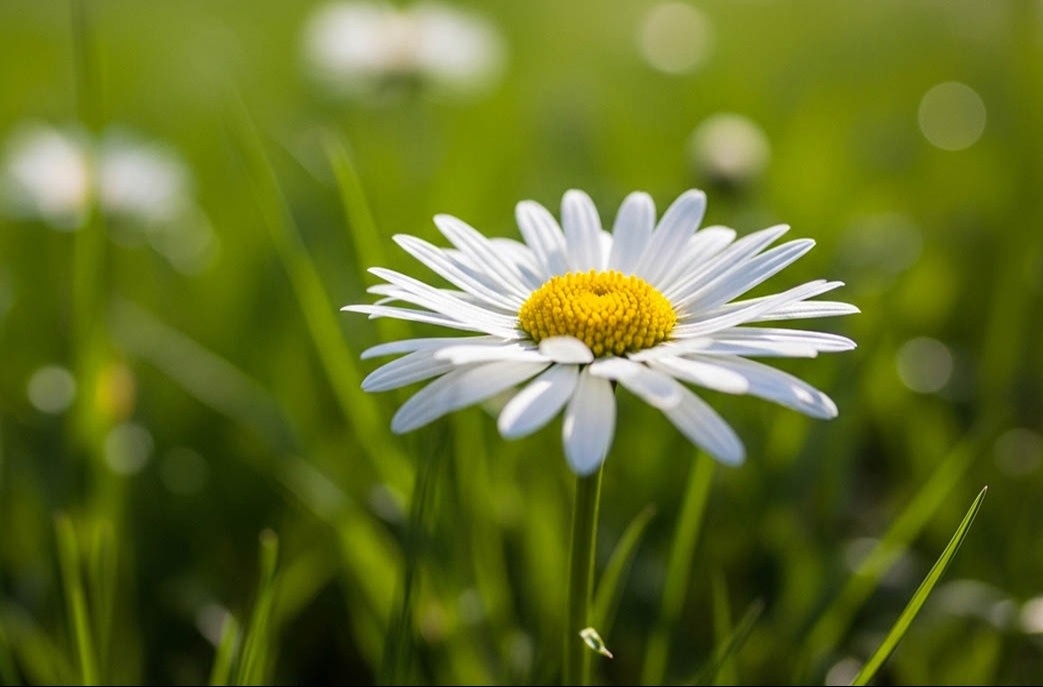 A Flower in A Field of Weeds: A Mercado Libre Investment Case Study