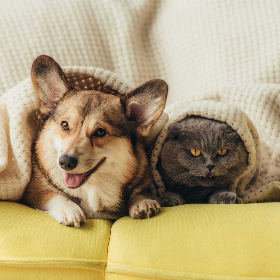Responsible Pet Ownership Month: Why Insurance Matters for Pet Owners