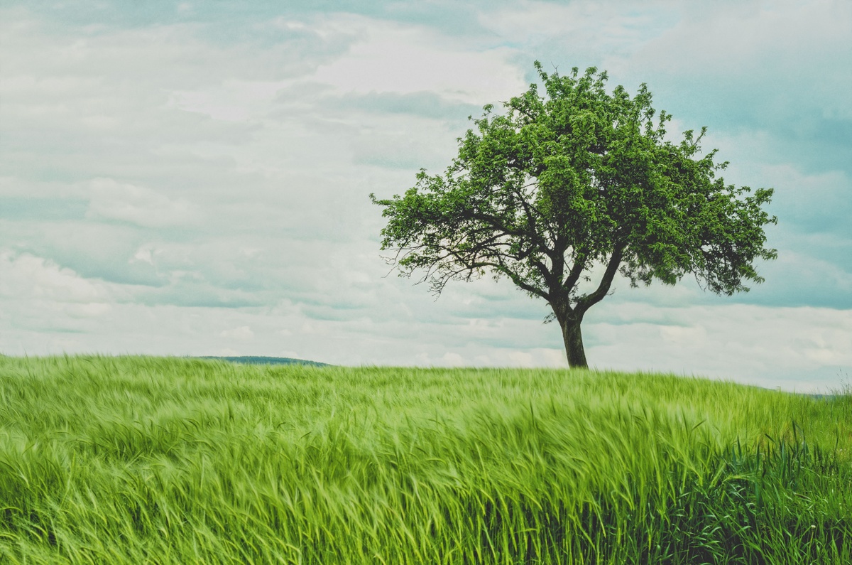 Dividend Growth Strategy - Wisdomtree US Dividend Growth ETF (DGRW)