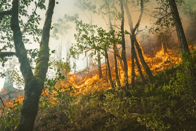 Wildfires: Understanding the Risks and Staying Protected