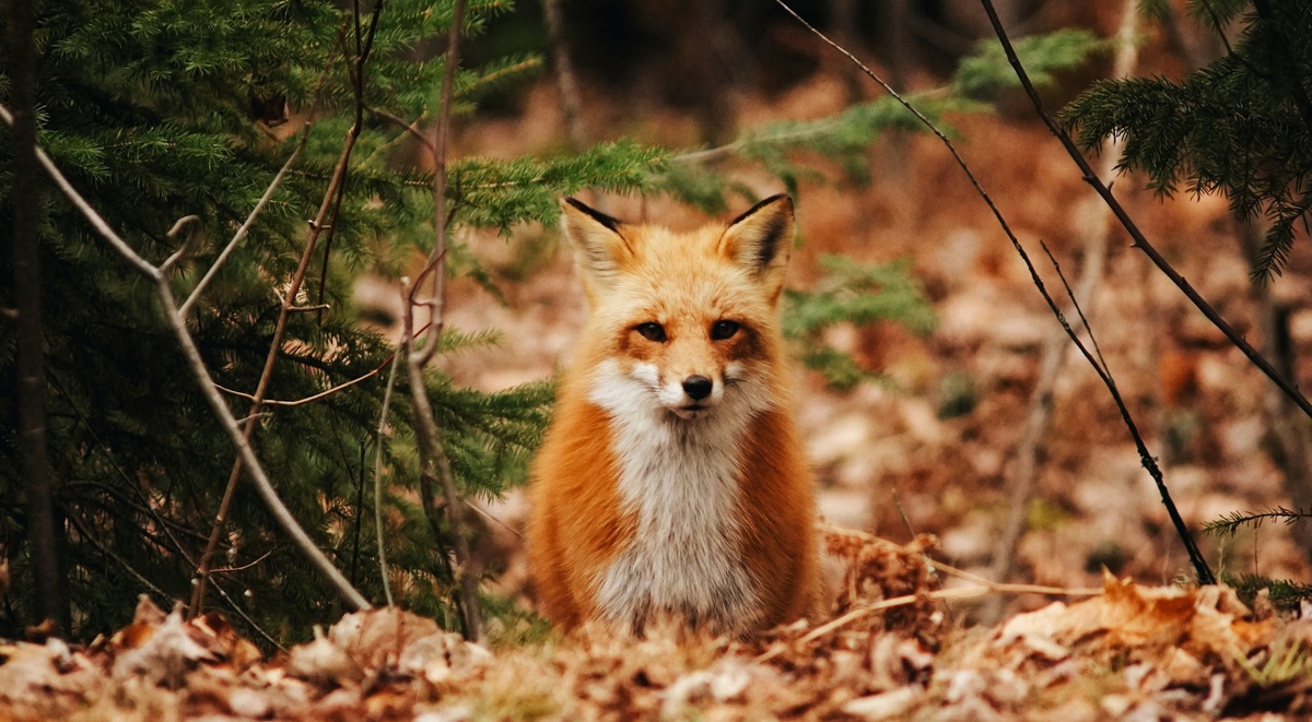 Weekly Market Insights: Stocks Rally Ahead of Fed Meeting