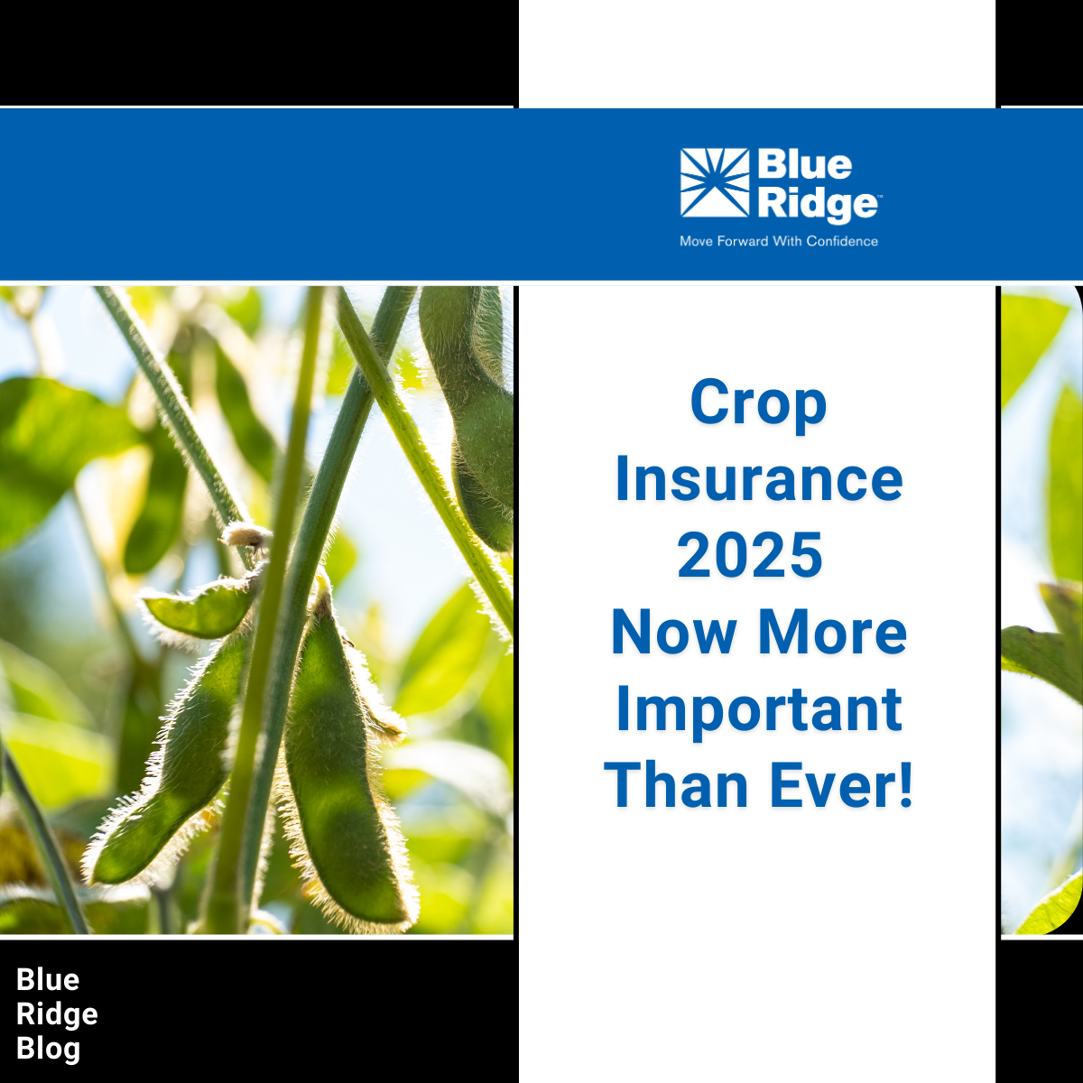 Crop Insurance in 2025 - Now More Important Than Ever