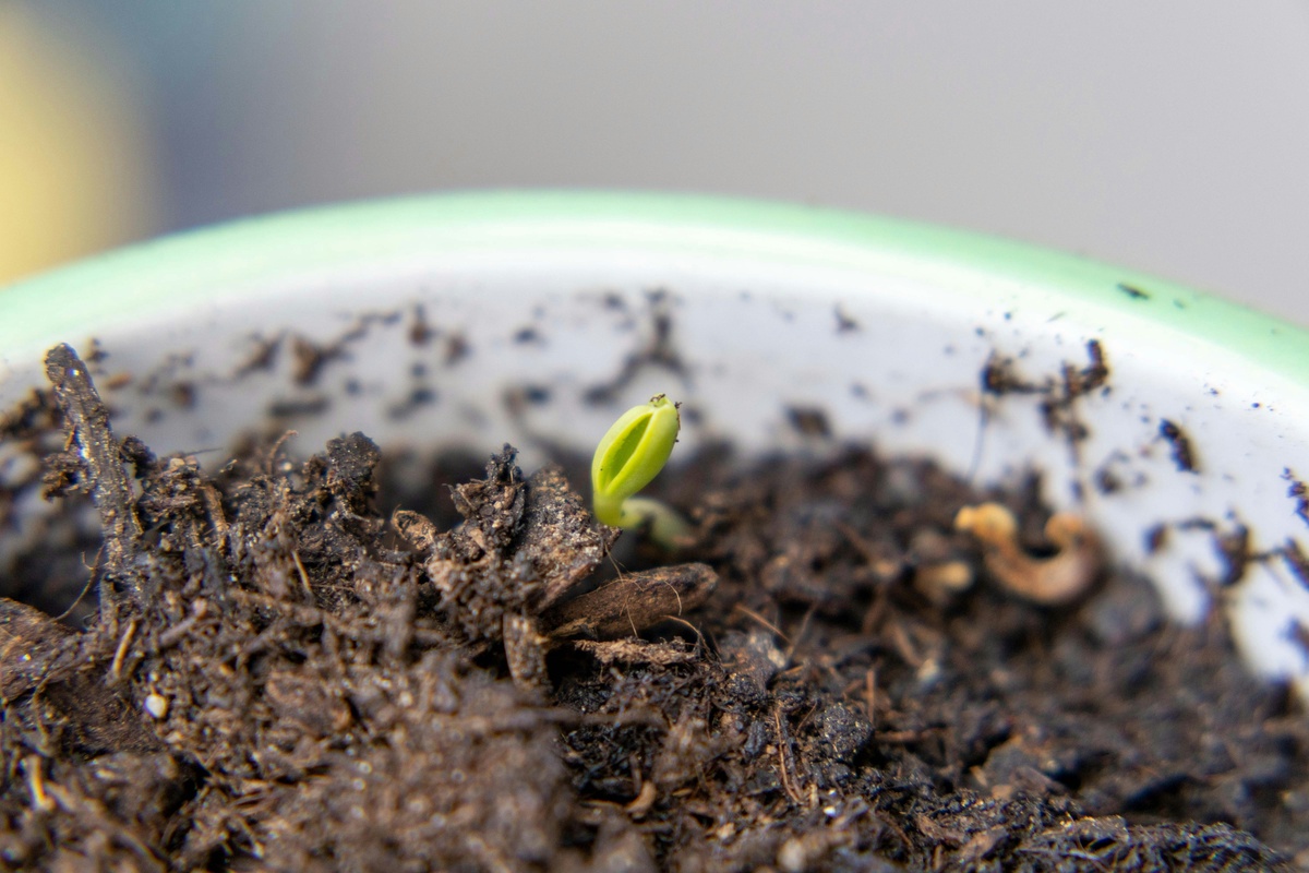 New Growth Takes Time
