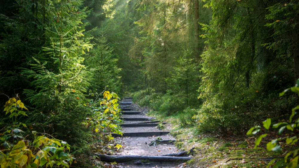 We Can Expect Eleven Rate Hikes Through 2024