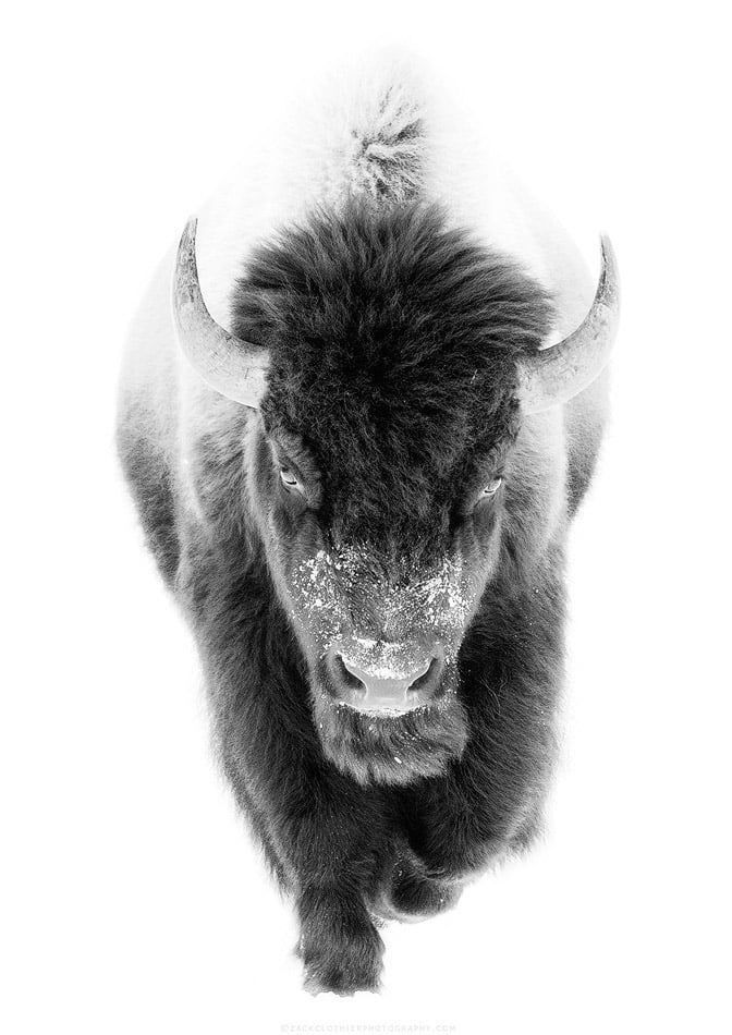 What the American Bison Can Teach Us About Building Wealth