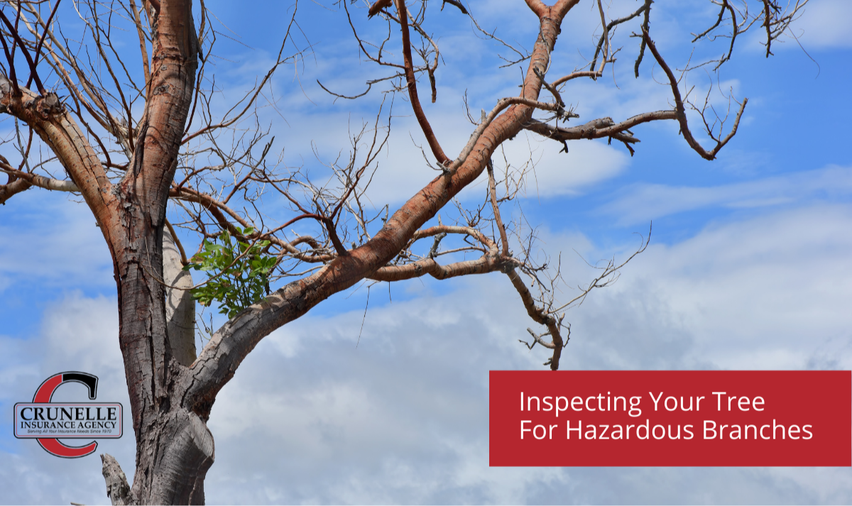 Inspecting Your Trees For Hazardous Branches