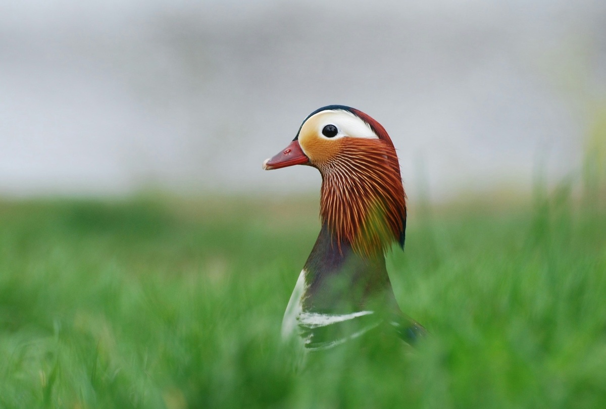 Weekly Market Insights: Stocks Steady in Short Holiday Trading