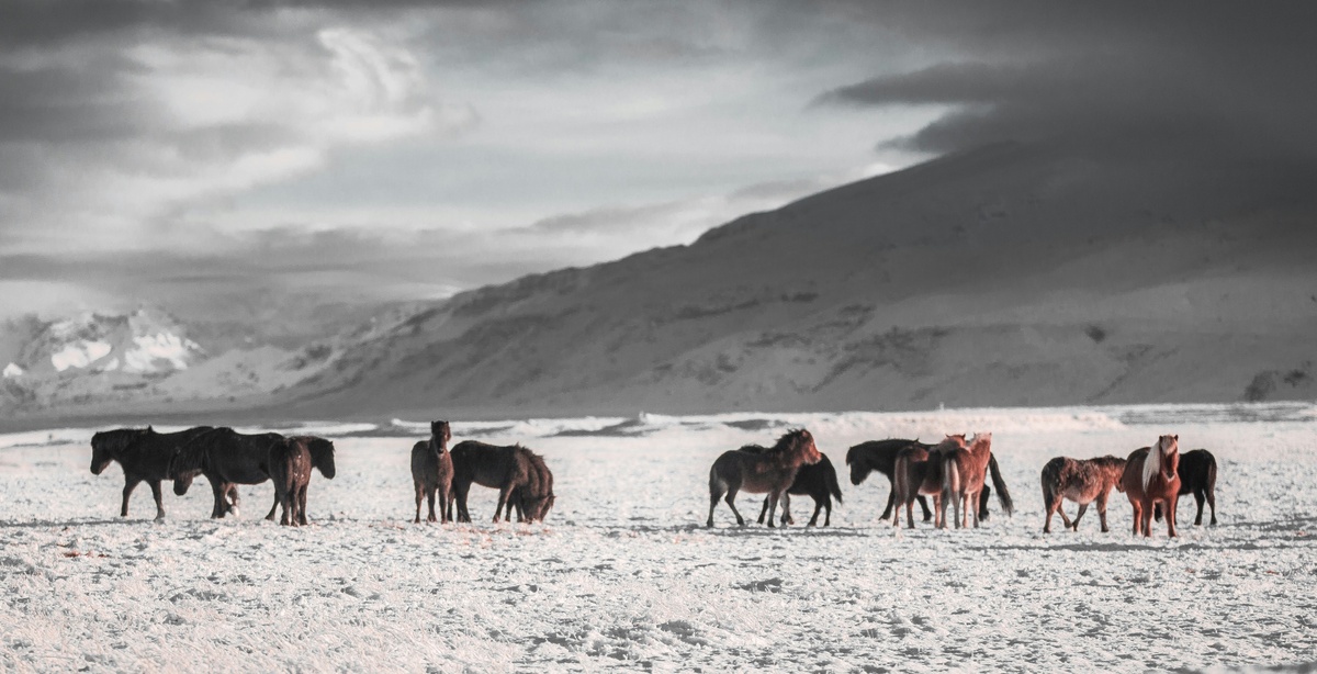 Weekly Market Insights | Rally Loses Steam; Fed Weighs Move