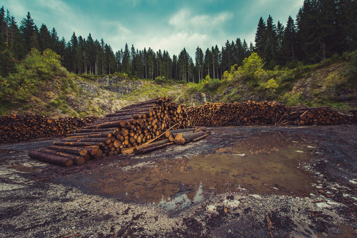 Every Timber Sale Is Different- Is Your Insurance Keeping up?