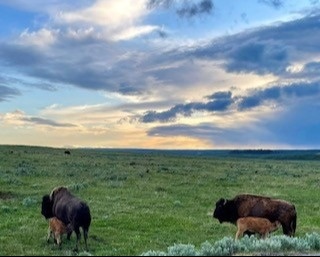 Yellowstone Summer 2025