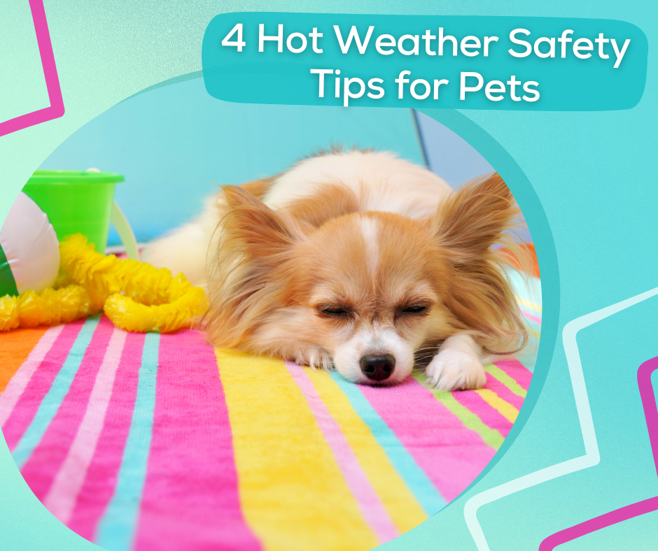 4 Hot Weather Safety Tips for Pets