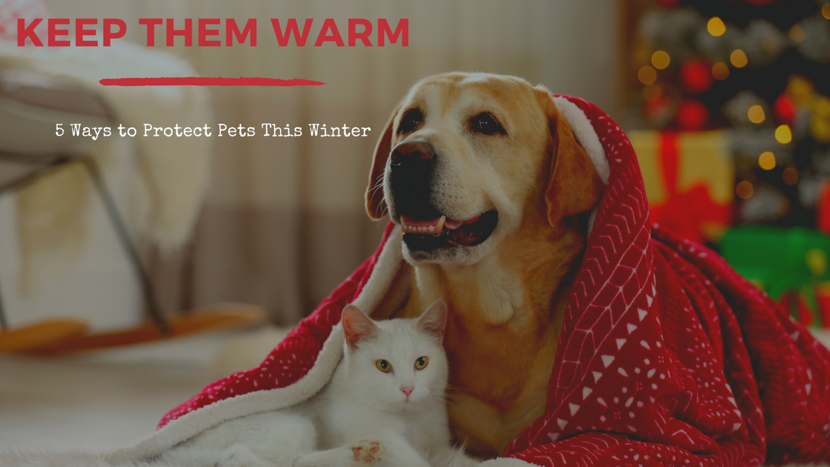 5 Ways to Protect Pets This Winter