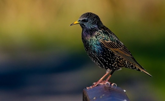 Maynerich Financial Weekly Market Insights | Stocks Mixed; Fed Makes a Move