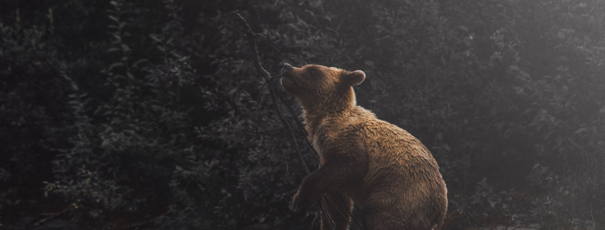 When Bears Are Loud, Consider This