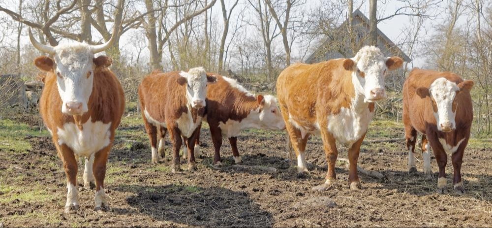 Bullish Breakout: Strength in Numbers