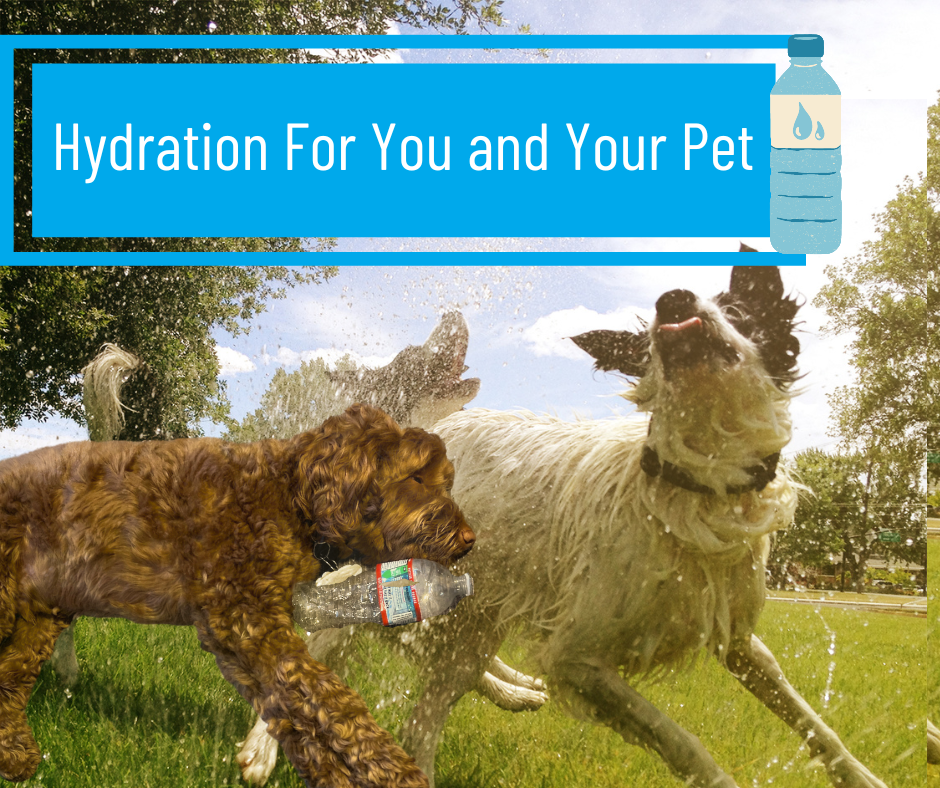 Hydration for You and Your Pet