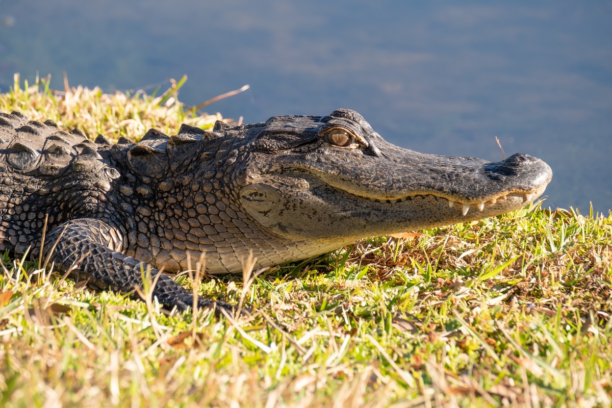 Whats happening in Lakewood Ranch For families this month
