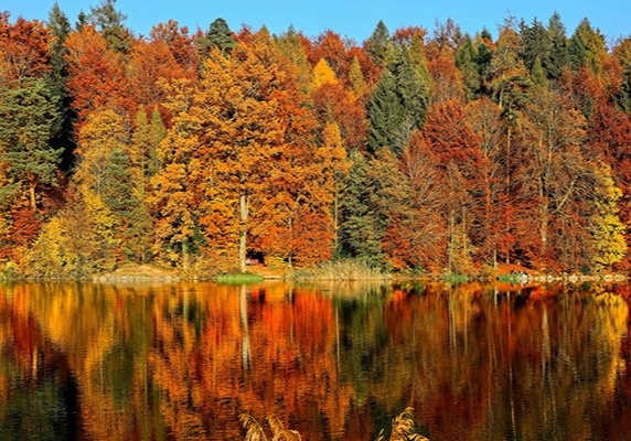My Gut Feeling for October 21, 2024: Fall Harvest