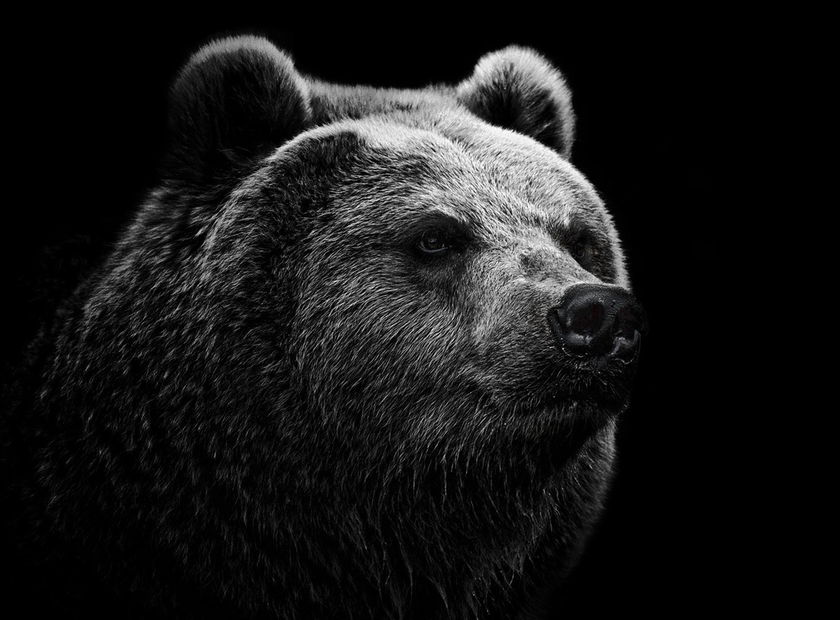 How To Survive A Bear Attack