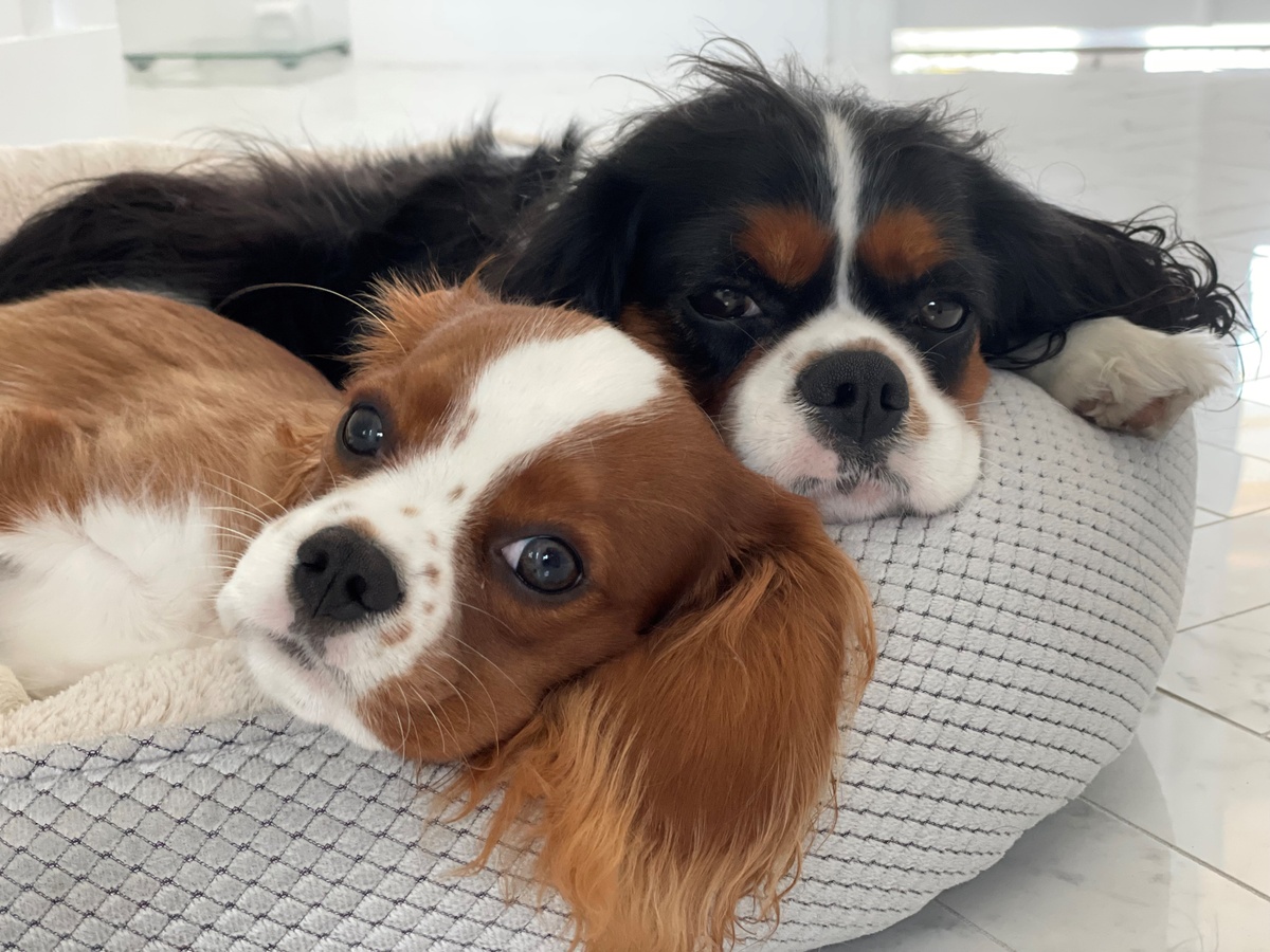 The Best Tips For Pet-Proofing Your Home