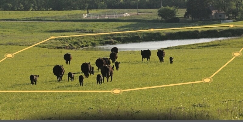 What Cows Can Teach Us About the Future of AI