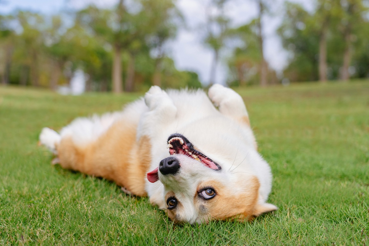 Navigating the Rollover Decision: A Guide for Millennials and Gen X
