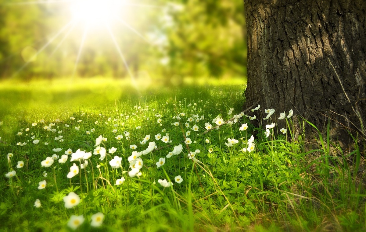 Investing in Dollar Cost Averaging: How does your financial garden grow?