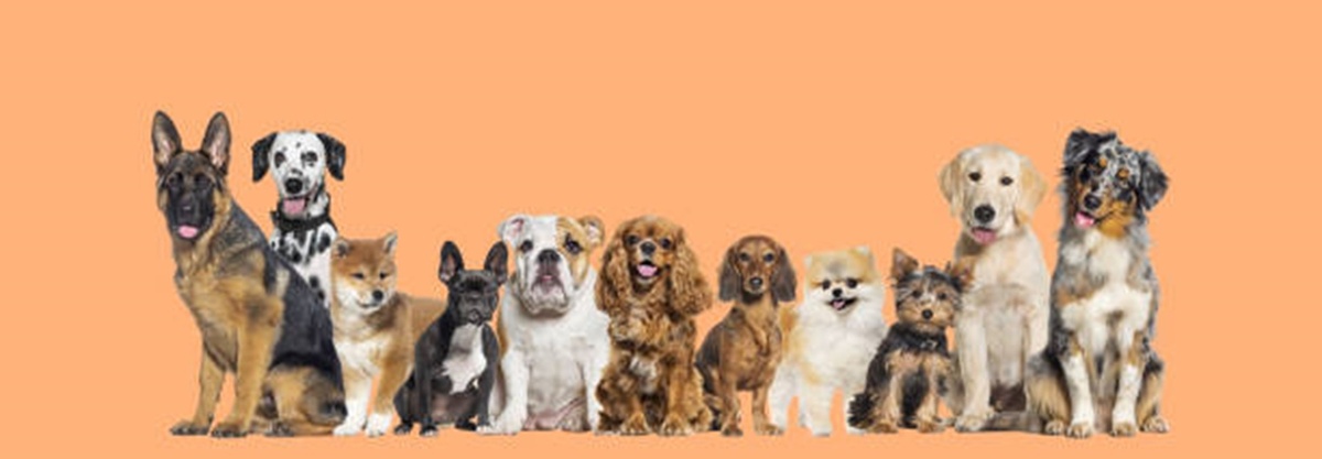 Housing, Tax Haven, and Hounds
