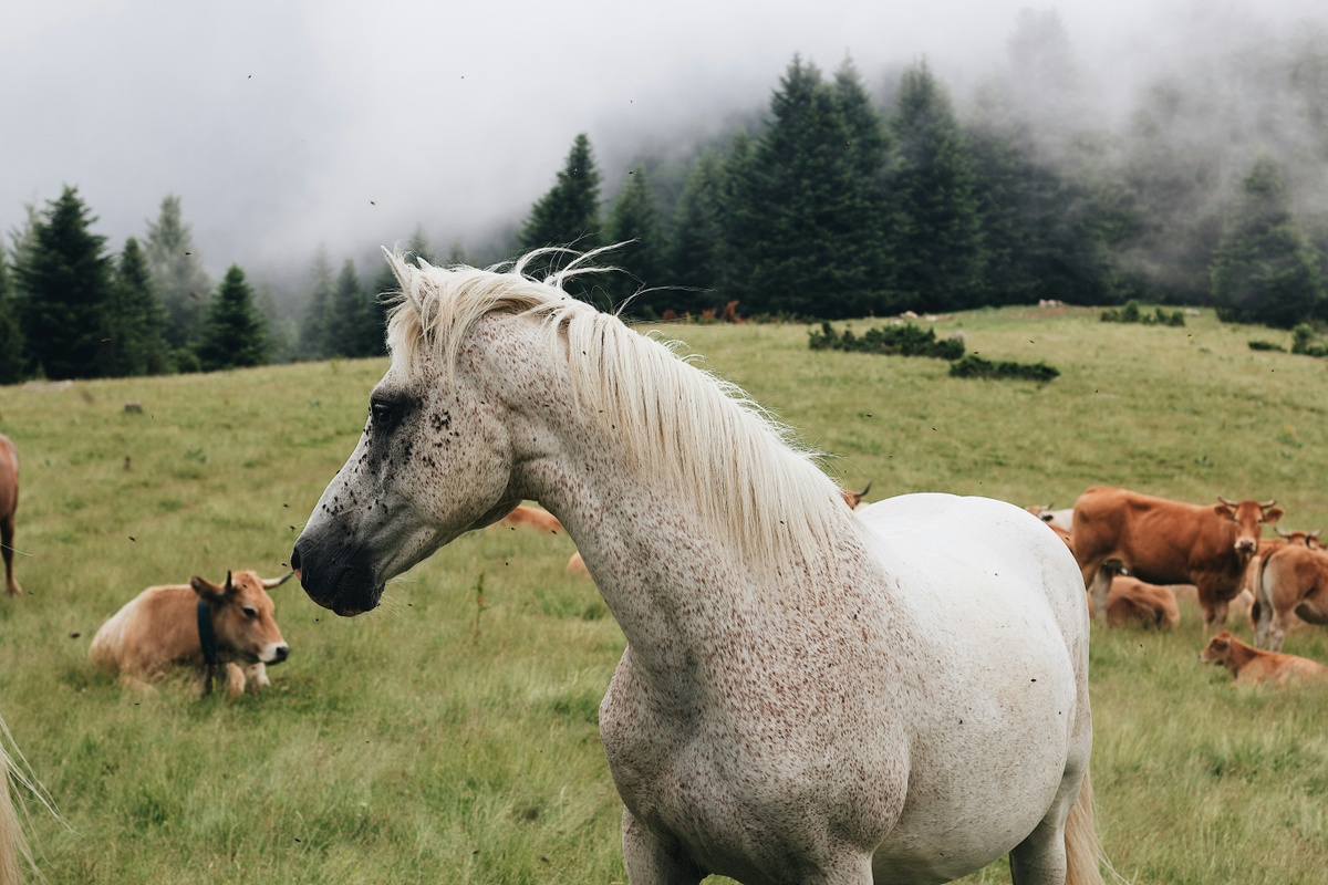 Weekly Market Insights | Markets React to White House Tariffs